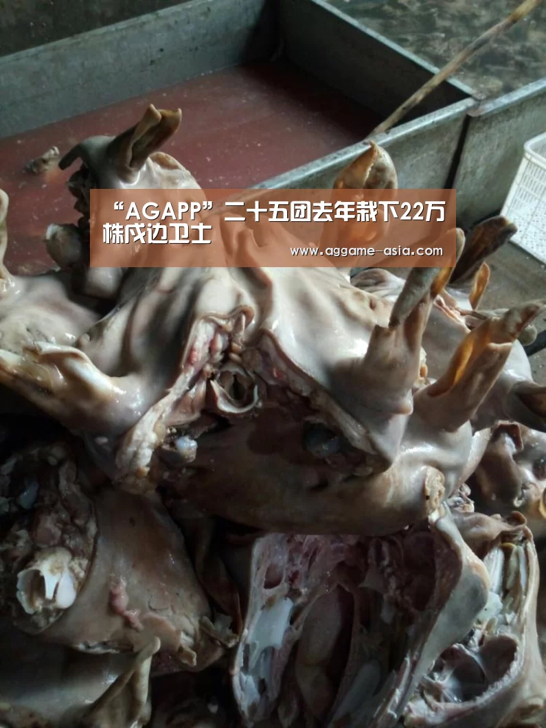 AG百家乐