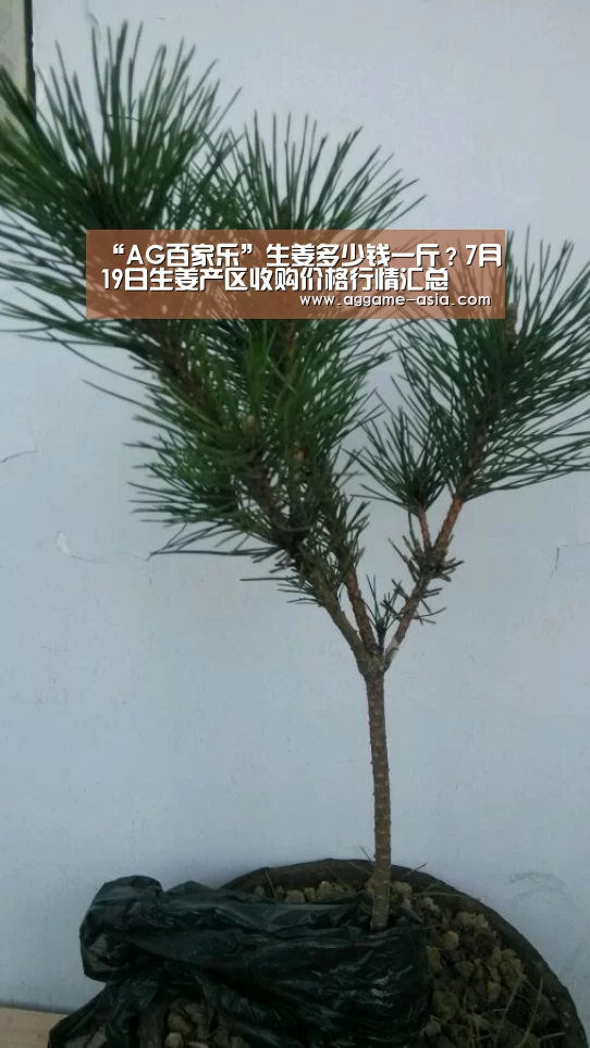 AG入口